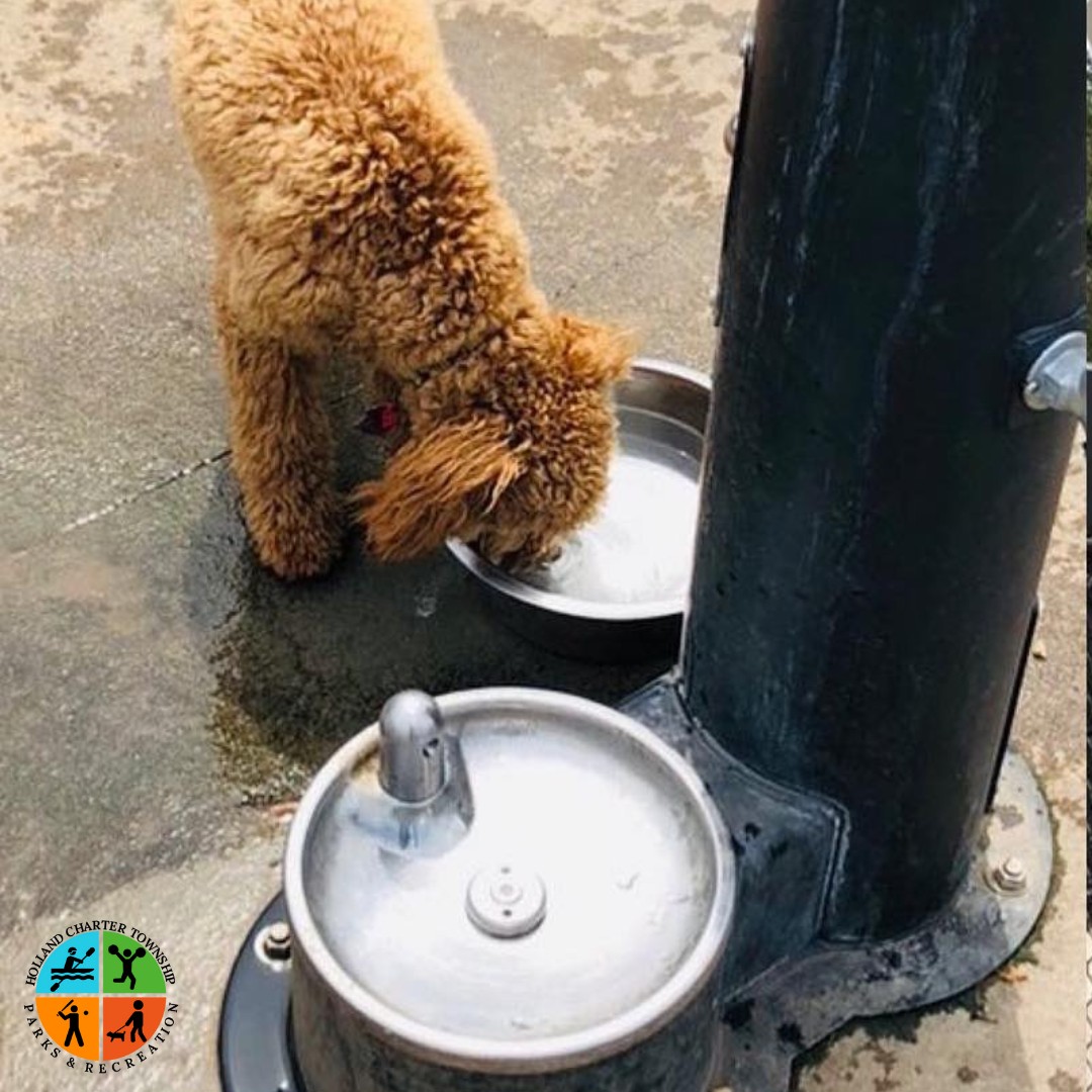 Dog Park Drinking Foundation with Animal