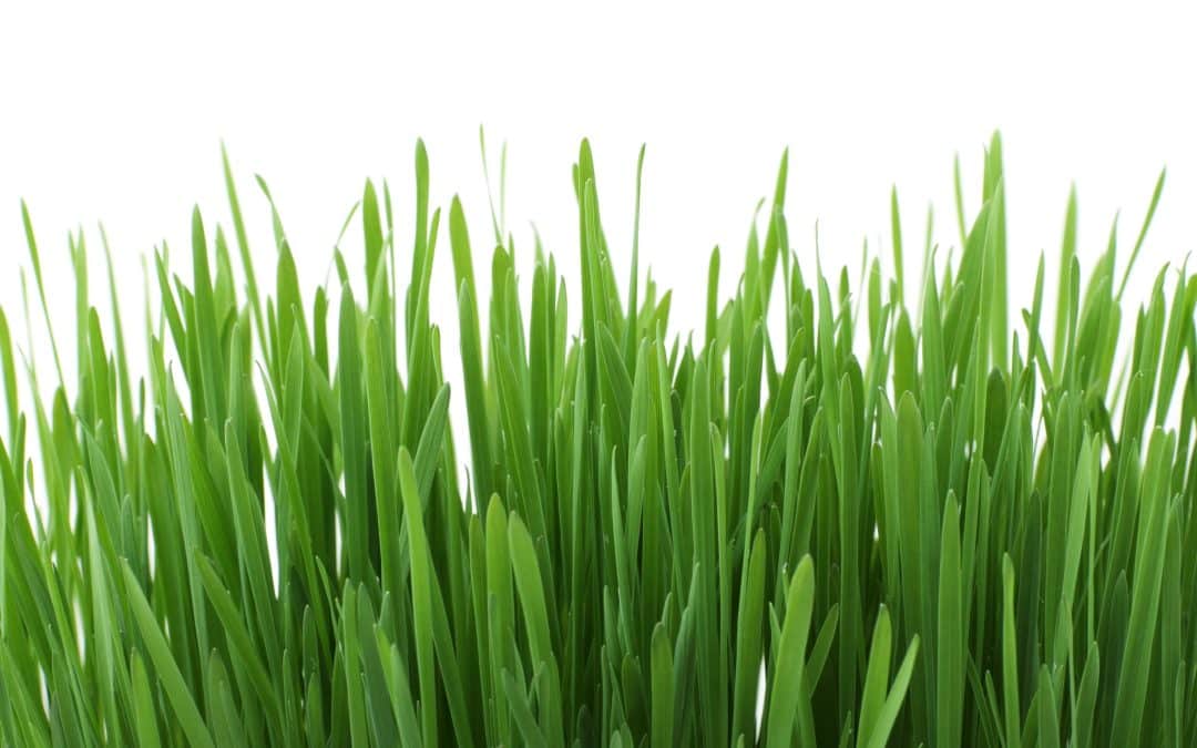 Grass & Weeds